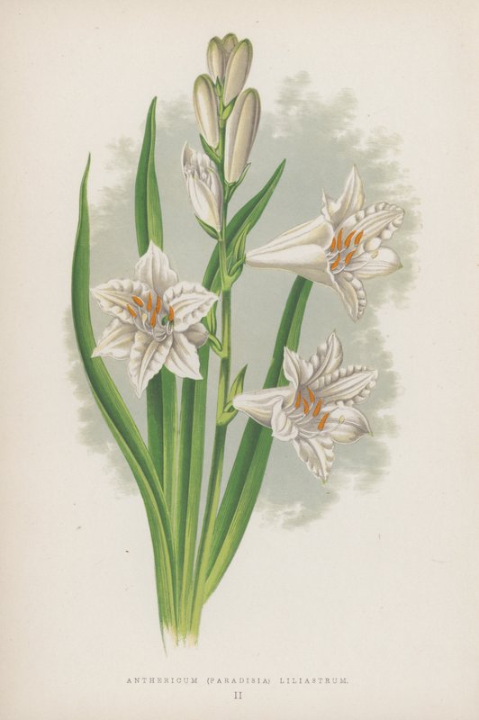 Anthericum, Paradisia Liliastrum (barevná litografie) od English School