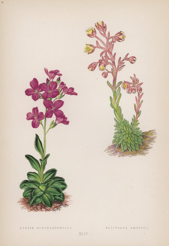 Arabis; Saxifraga Ambigua (barva litho) od English School