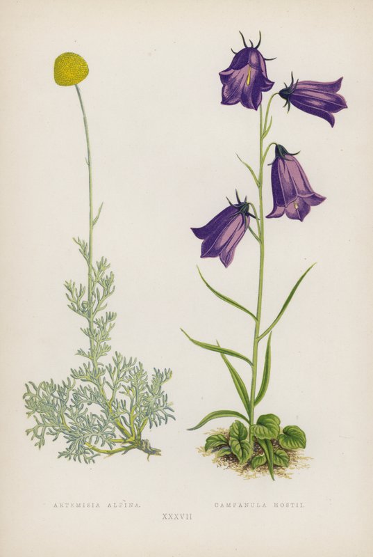 Artemisia Alpina; Campanula Hostii (barevná litografie) od English School