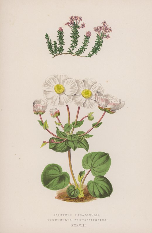 Asperula Arcadiensis; Ranunculus Parnassifolius (barevná litografie) od English School