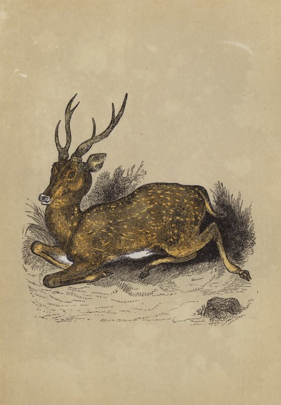 Axis Deer (barva lito) od English School