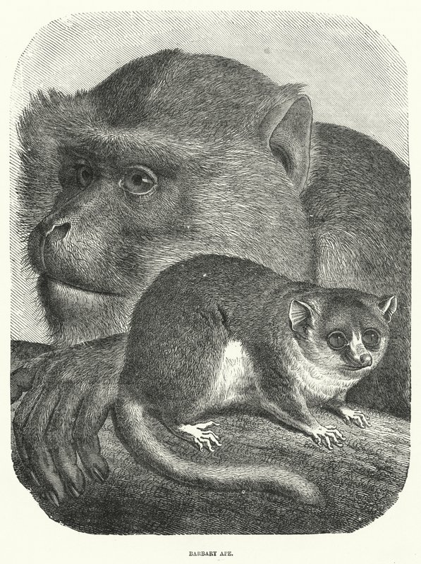 Barbary Ape (rytina) od English School