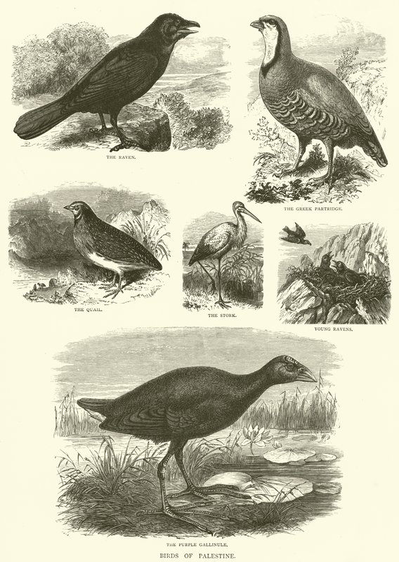 Birds of Palestine (rytina) od English School