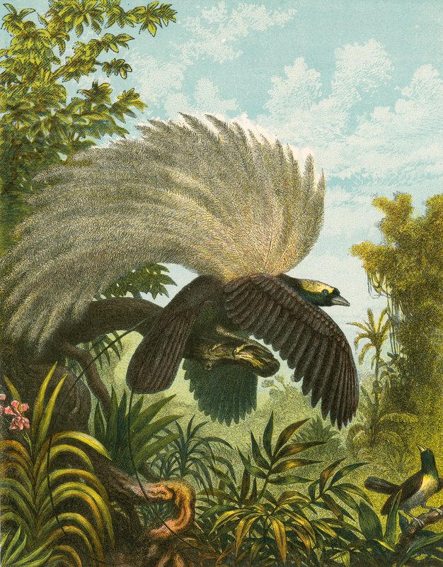 Birds of Paradise od English School