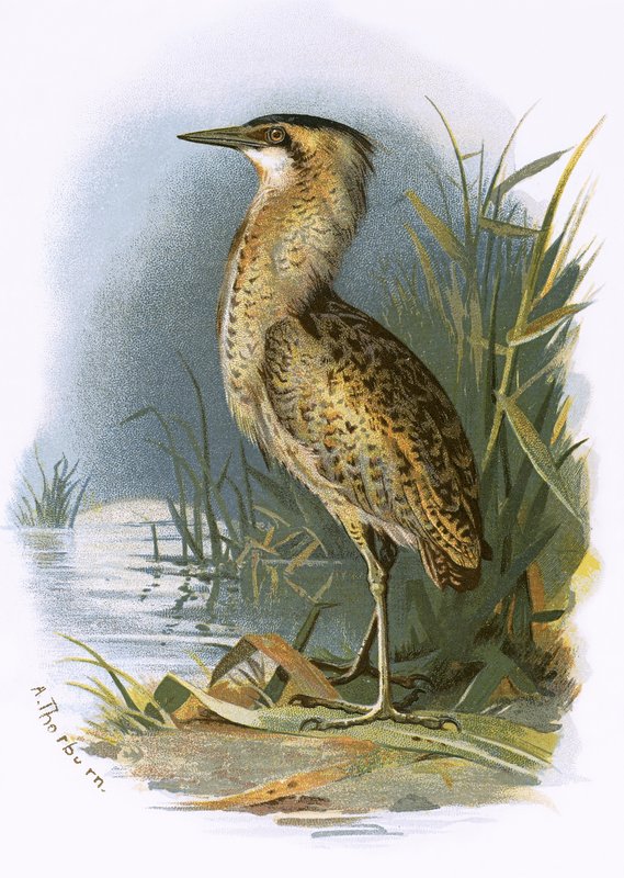 Bittern od English School