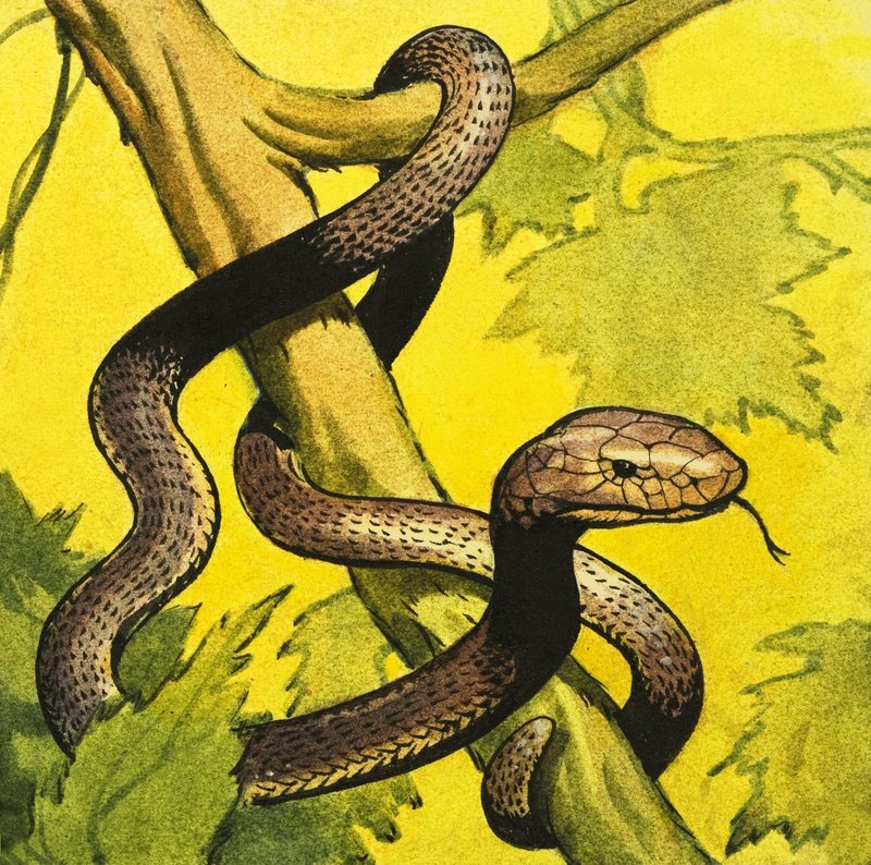 Černá mamba od English School
