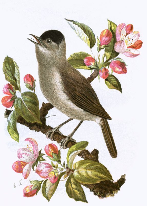 Blackcap od English School