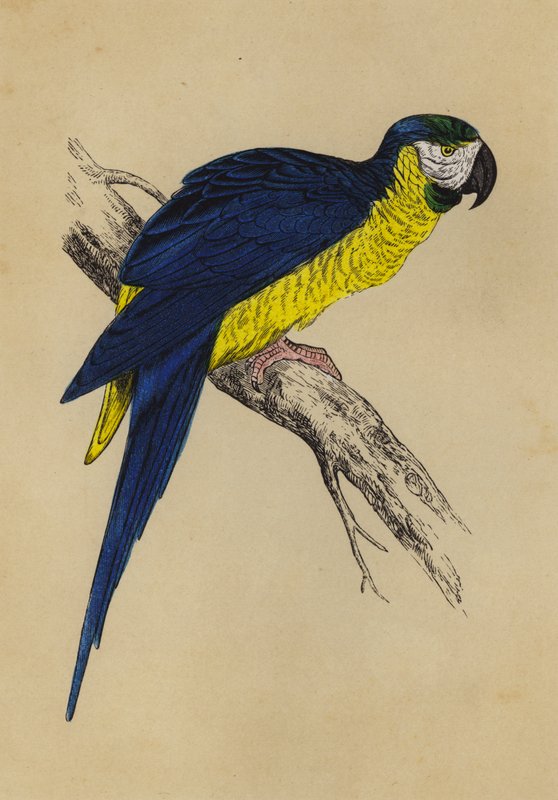 Modrý a žlutý papoušek (barva litho) od English School