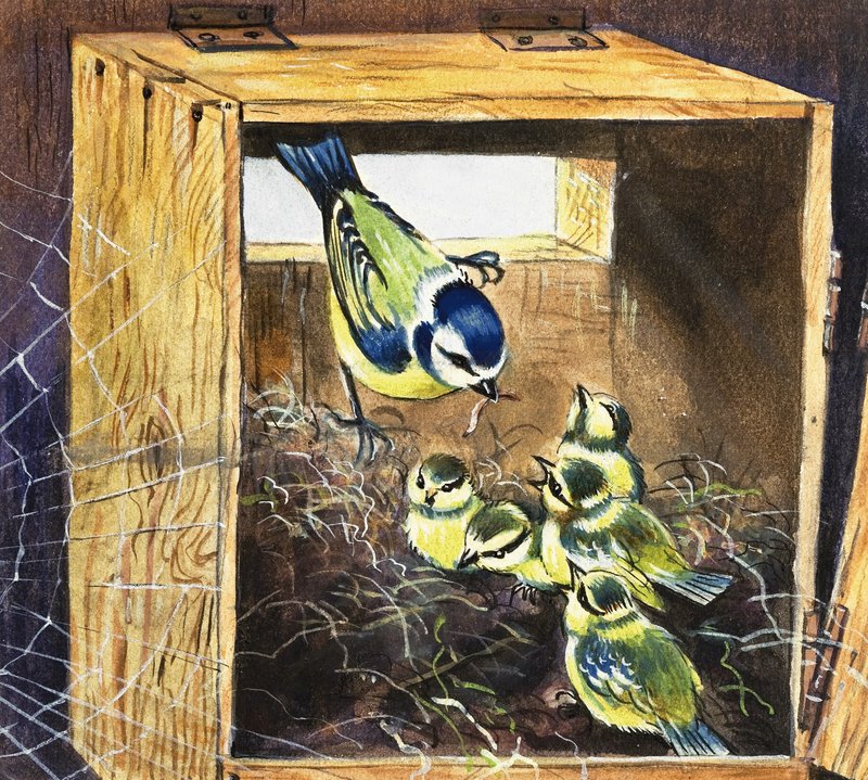 Bluetits od English School