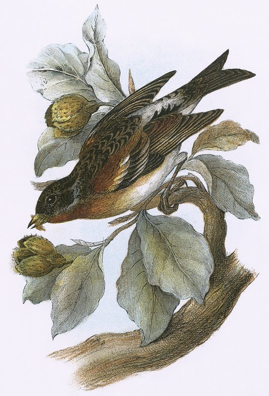 Brambling od English School