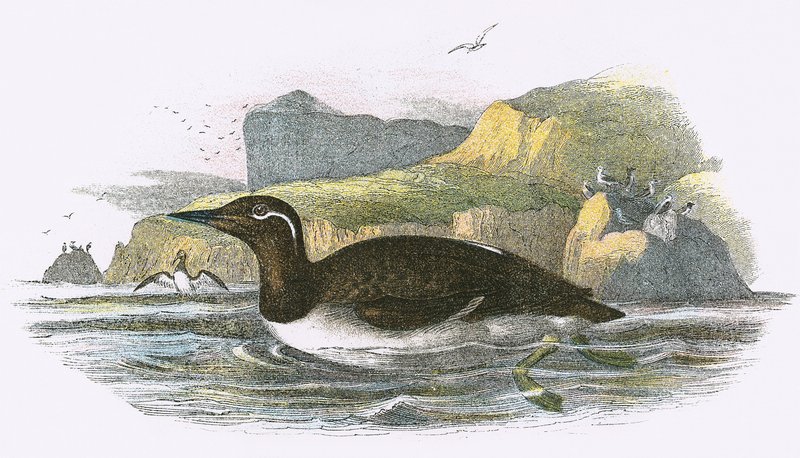 Uzdený Guillemot od English School