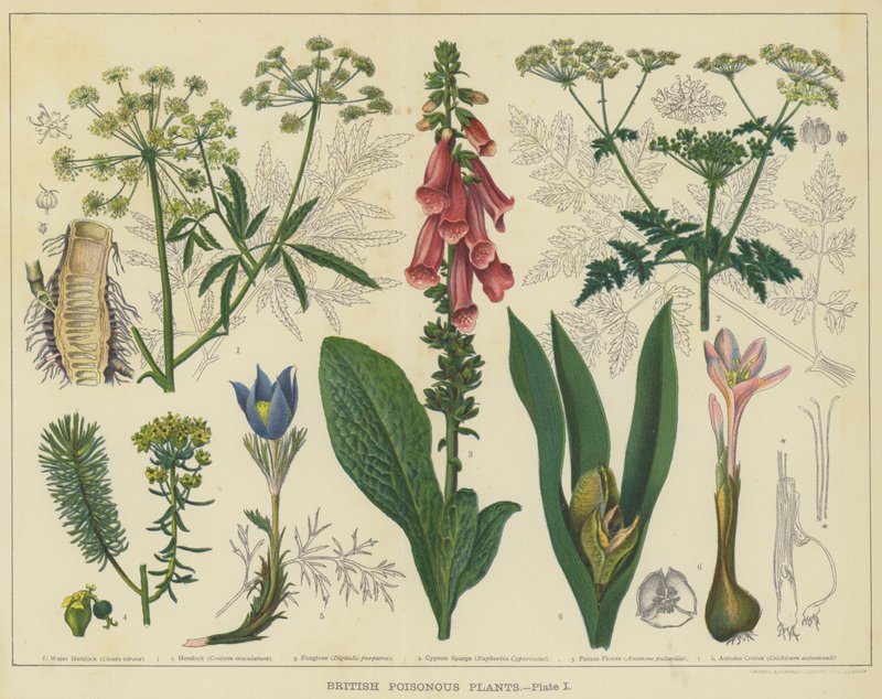 Britské jedovaté rostliny (barva litho) od English School