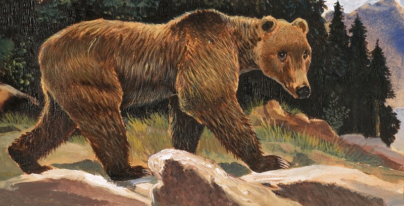 Medvěd hnědý (Kodiak Bear) od English School