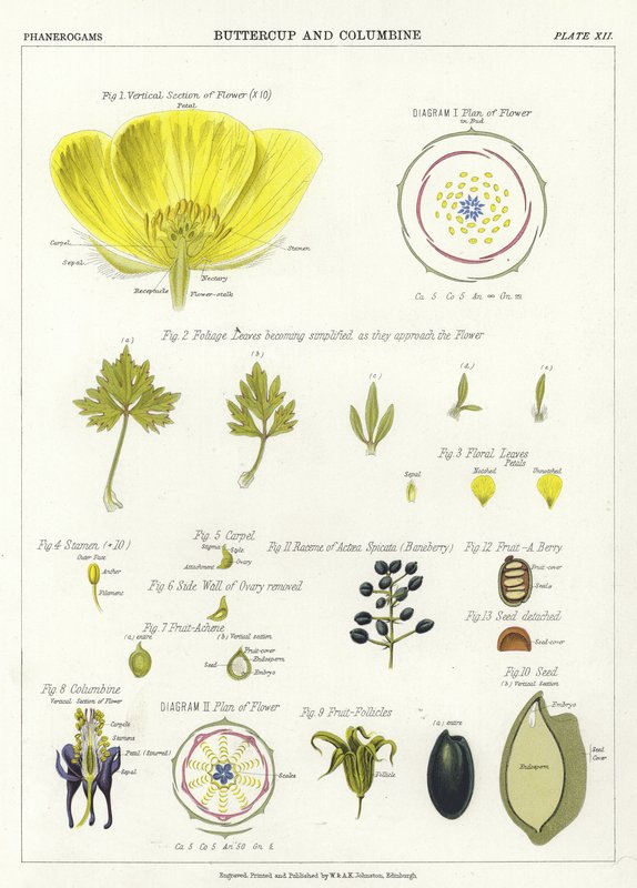Buttercup a Columbine od English School