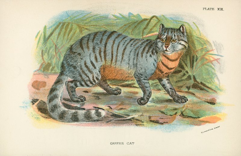 Caffre Cat od English School
