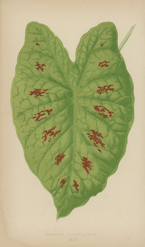 Caladium Verschaffelti od English School