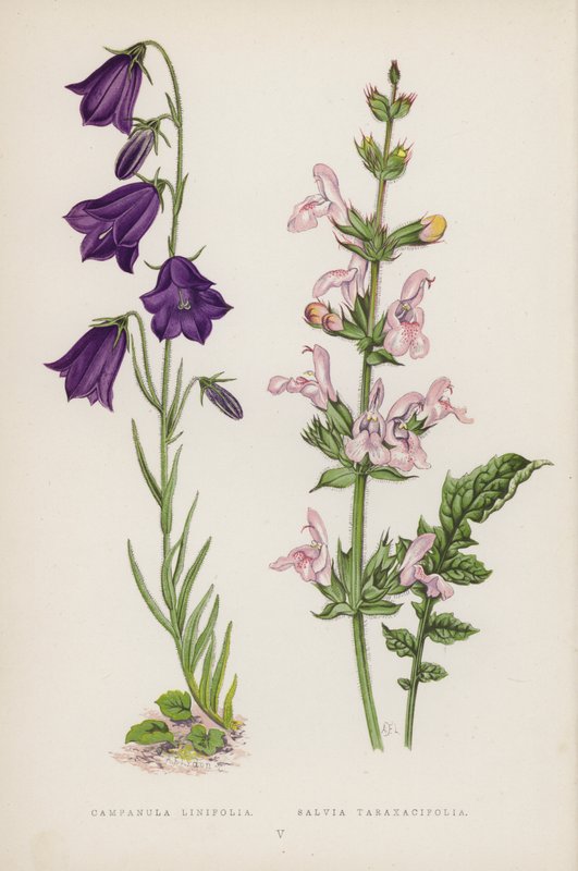 Campanula Linifolia; Salvia Taraxacifolia (barevná lito) od English School