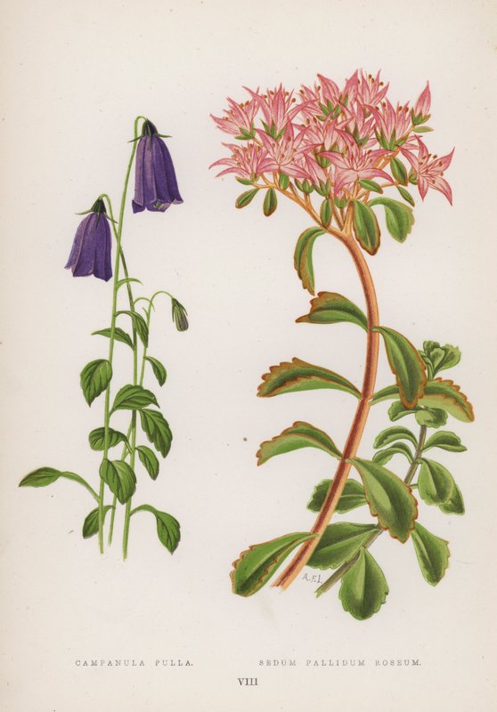 Campanula Pulla; Sedum Pallidum Roseum (barva lito) od English School