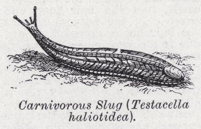 Masožravý slimák, Testacella haliotidea (litho) od English School