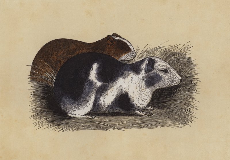 Cavy (barevná litografie) od English School