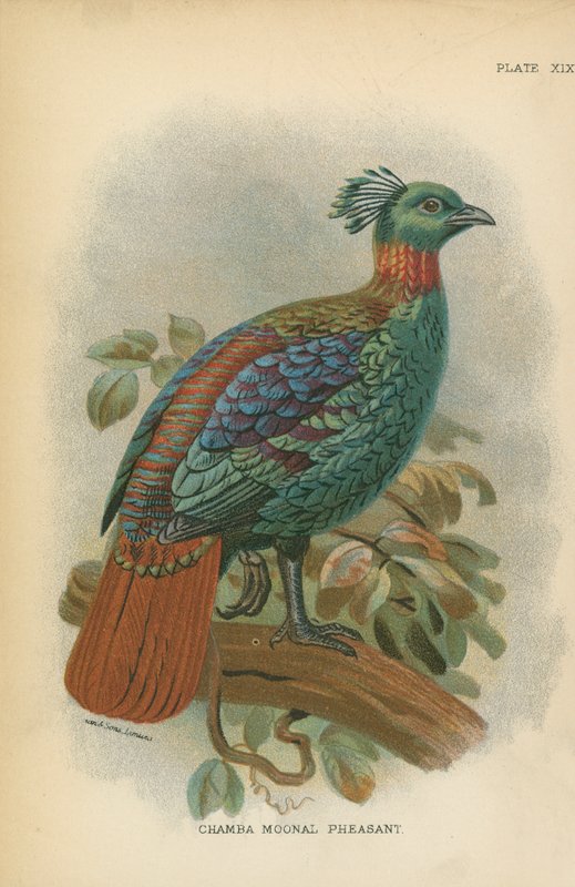 Chamba Moonal Pheasant od English School