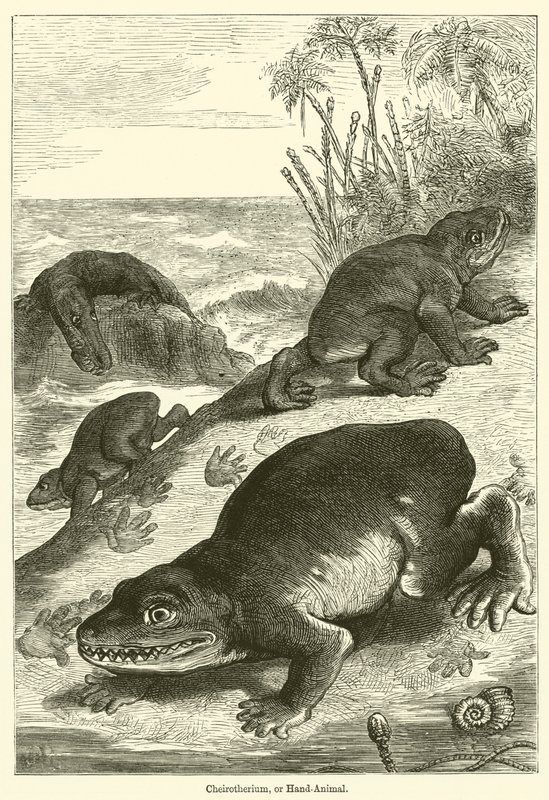 Cheirotherium nebo Hand-Animal (rytina) od English School