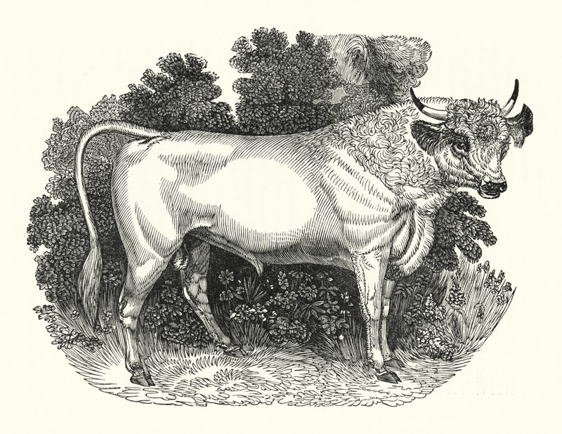 Chillingham Cattle (rytina) od English School