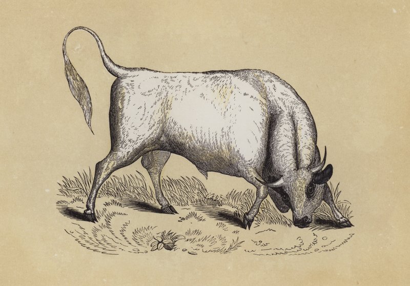 Chillingham Wild Bull (barva lito) od English School