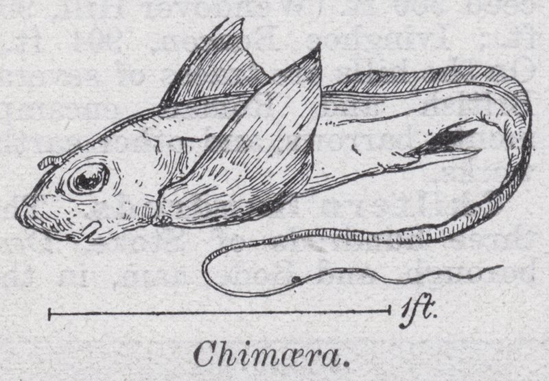 Chimaera (členové) od English School