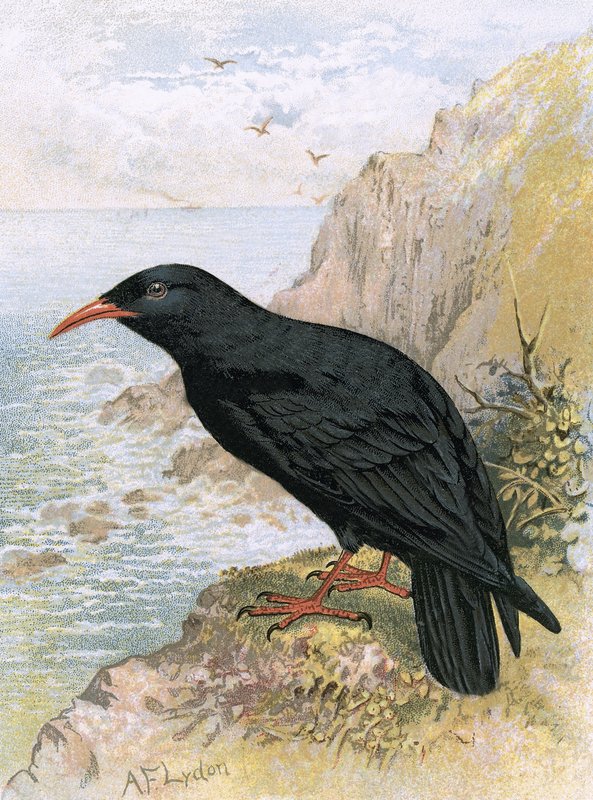 Chough od English School