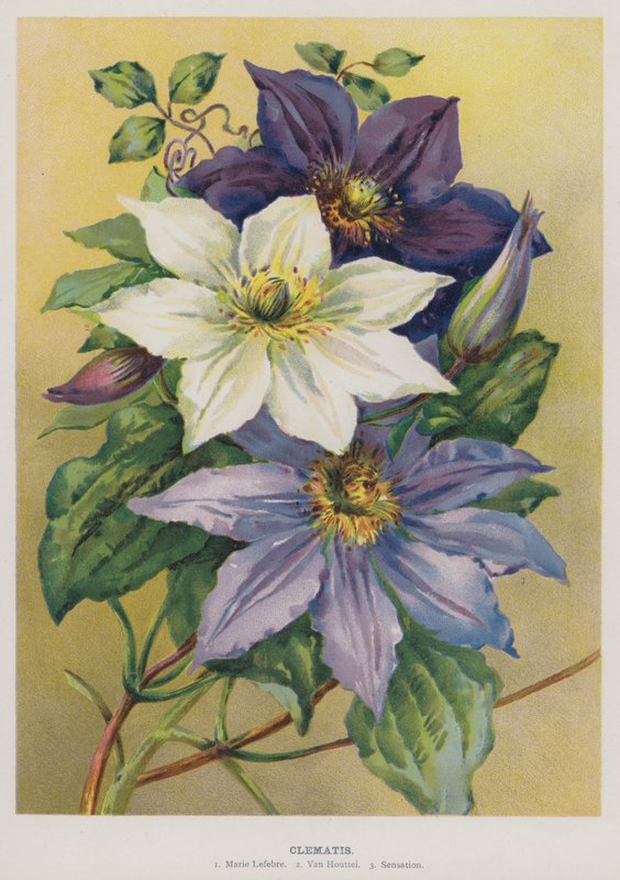 Clematis od English School