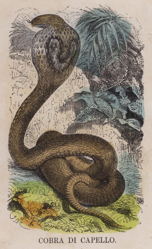 Cobra Di Capello (barevná rytina) od English School