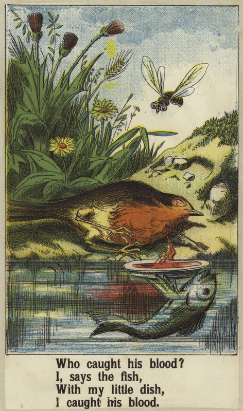 Kohout Robin od English School