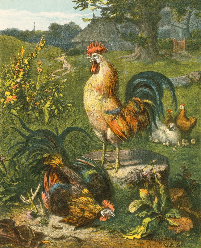 Cock, Victor od English School