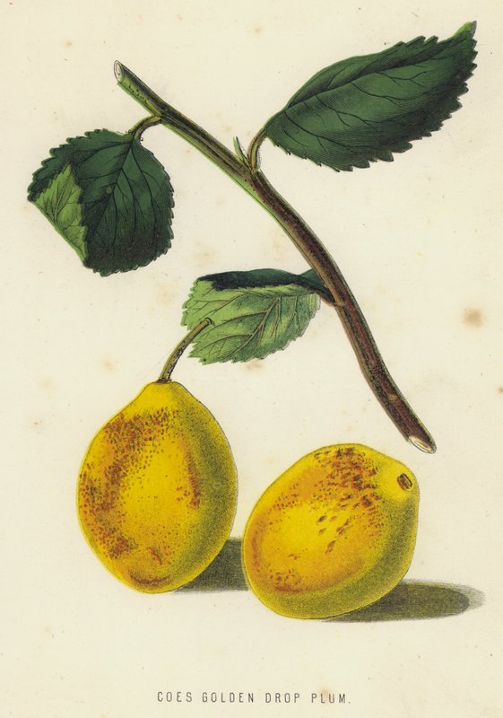 Golden Drop Plum Stone (chromolitho) od English School