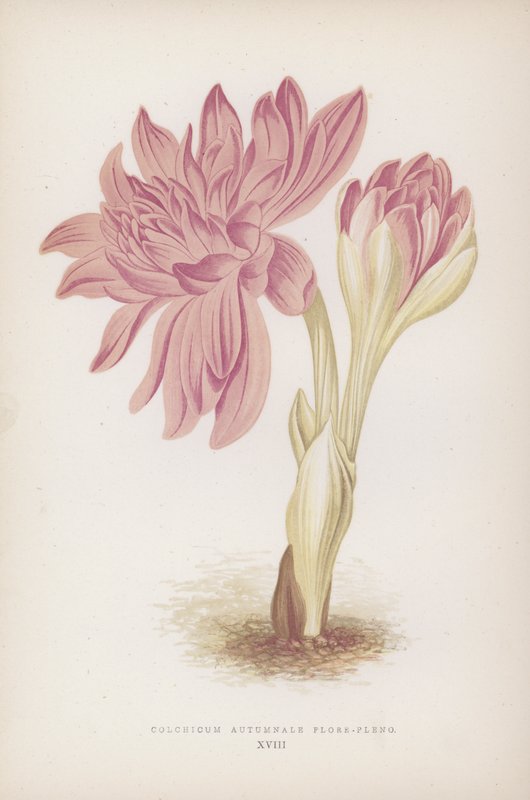 Colchicum Autumnale Flore-pleno (barevná litografie) od English School
