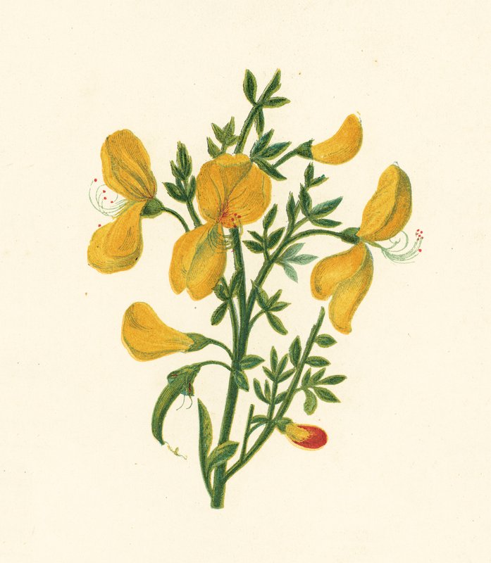 Metla obecná, Cytisus Scoparius (barva lito) od English School