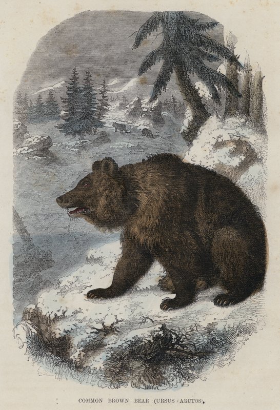 Medvěd hnědý, Ursus Arctos (barevná rytina) od English School