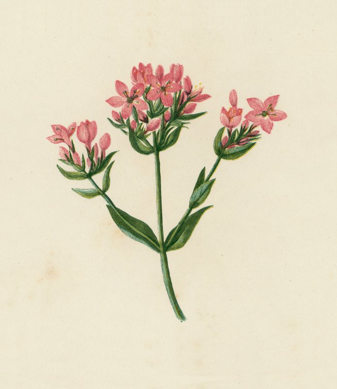 Centaury obecný, Erythraea Centaurium (barevná litografie) od English School