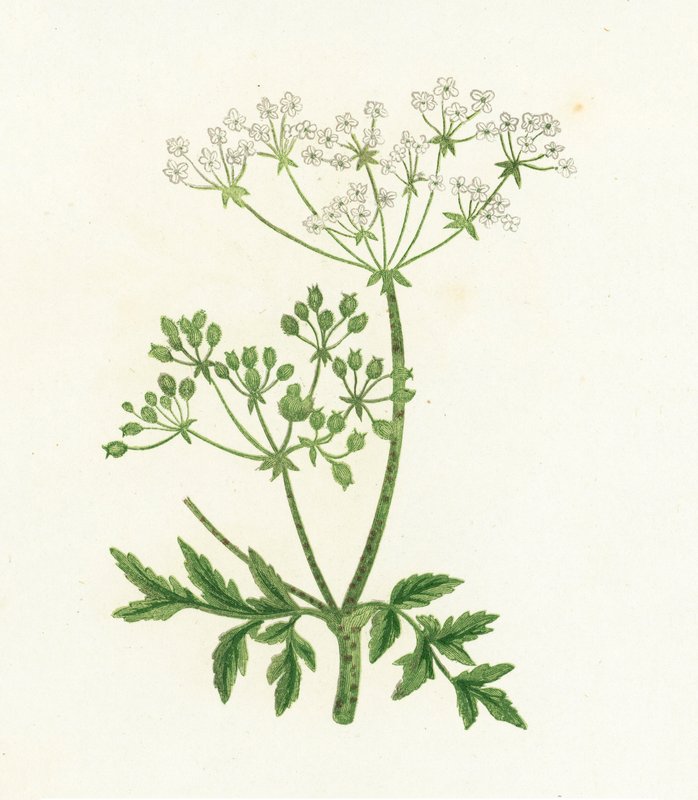 Hemlock, Conium Maculatum od English School