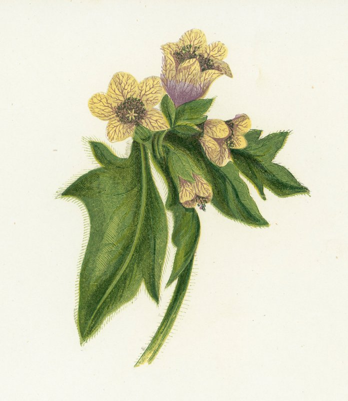 Henbane, Hyoscyamus Niger od English School