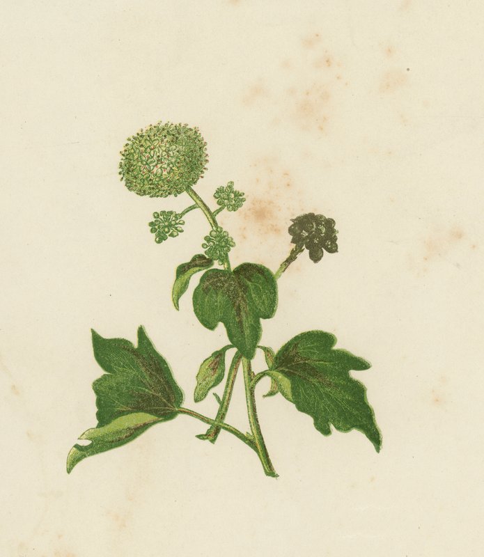 Břečťan obecný, Hedera Helix (barva lito) od English School