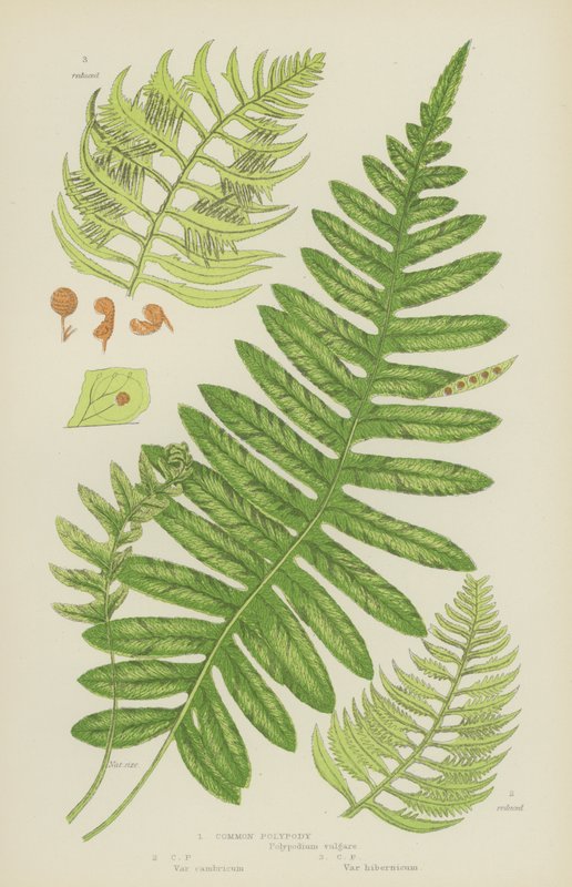 Polypody obecná (barevná litografie) od English School