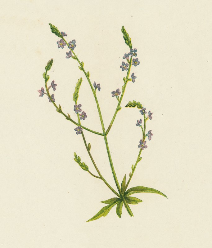 Vervain, Verbena Officinalis (barva lito) od English School