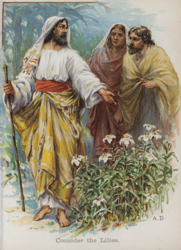 Zvažte lilie (chromolitho) od English School