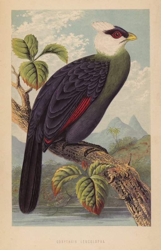 Corythaix Leucolopha (litho) od English School