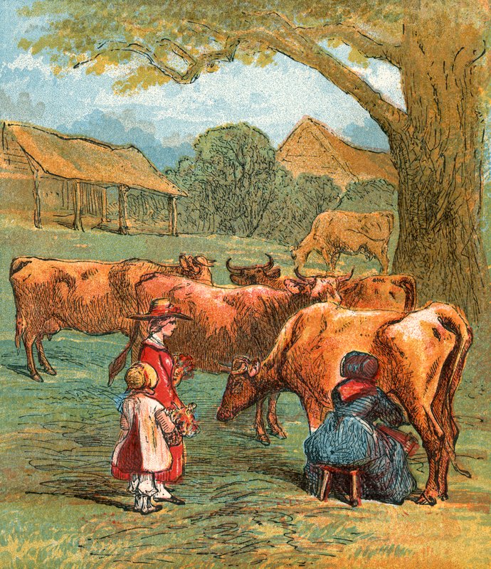 Krávy hnané domů na dojení od English School