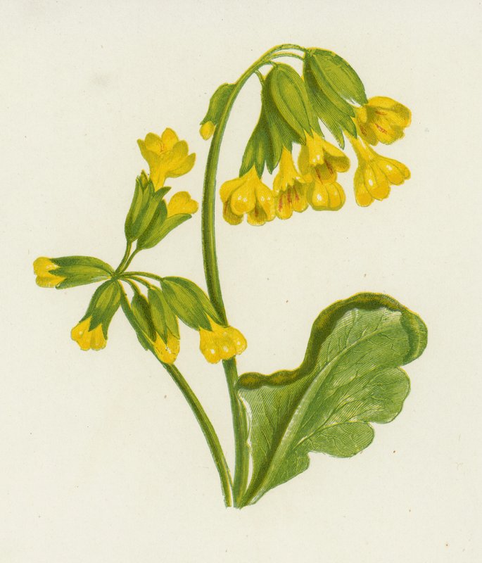 Kopřiva, Daisy Spring (barva lito) od English School