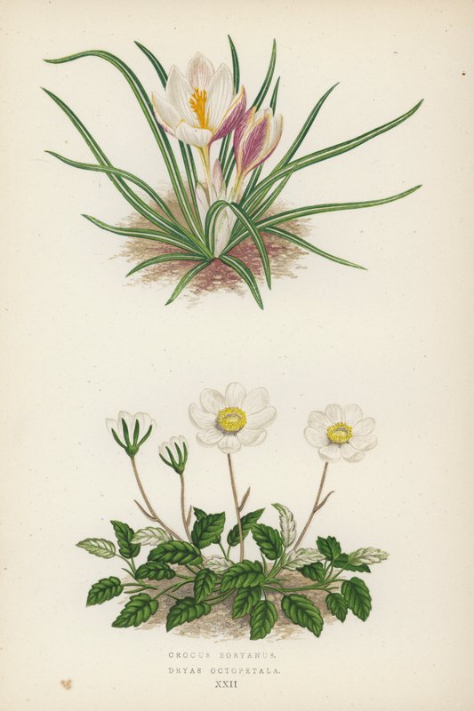 Crocus Boryanus; Dryas Octopetala (barevná litografie) od English School