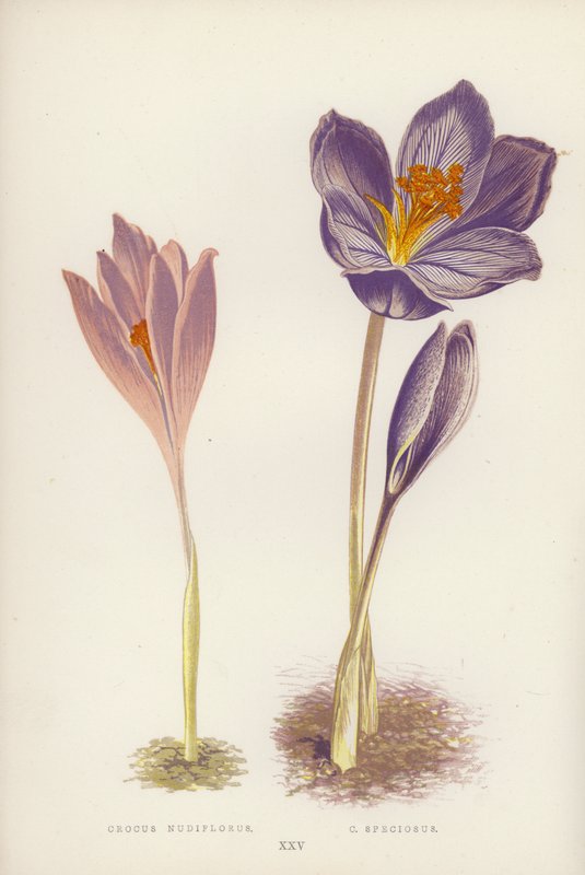 Crocus Nudiflorus; C Speciosus (barva lito) od English School